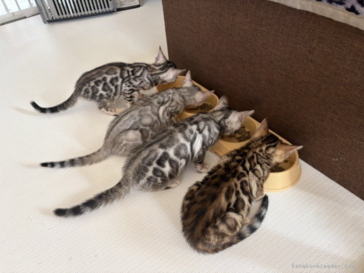 浦口由美ブリーダーのブログ：食欲旺盛🍴(•ㅂ•)ŧ‹"ŧ‹"