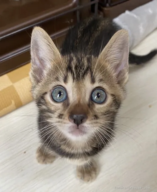 ID：2006-01920の子猫