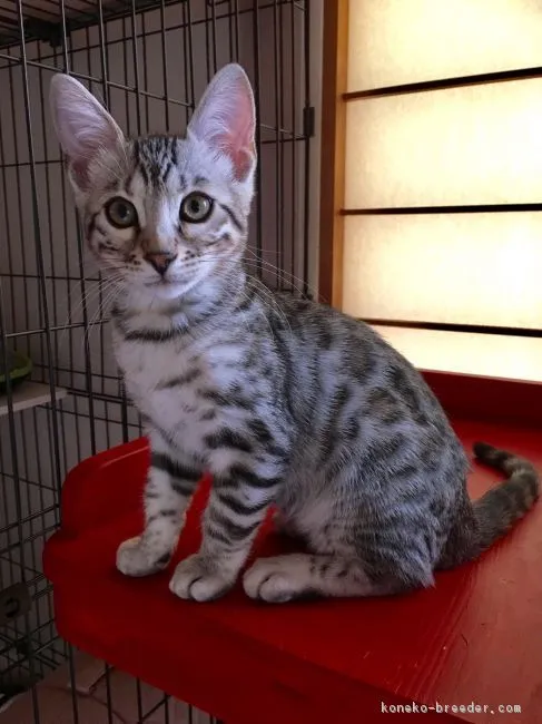 ID:1810-01575の子猫