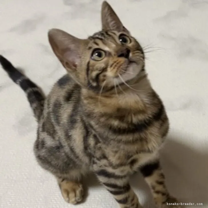 ID：2304-01224の子猫