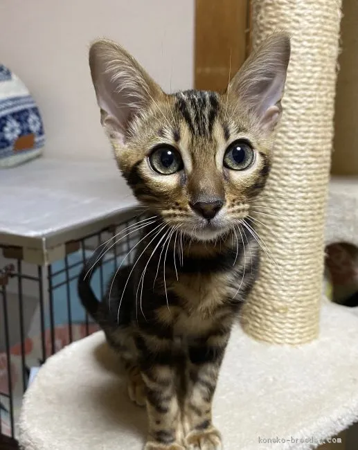 ID:2101-00339の子猫