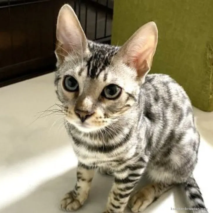 ID：2303-02109の子猫