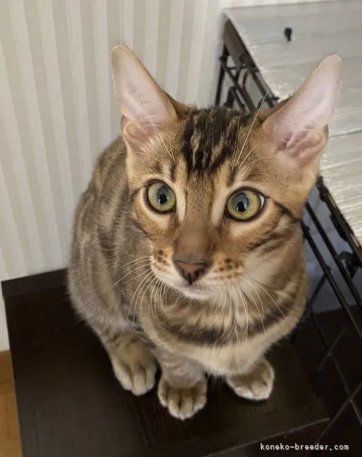 ID：2102-00630の子猫