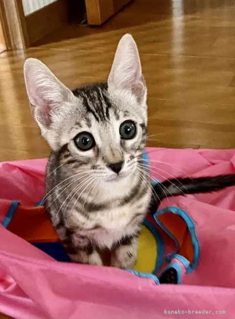 ID：2108-00132の子猫