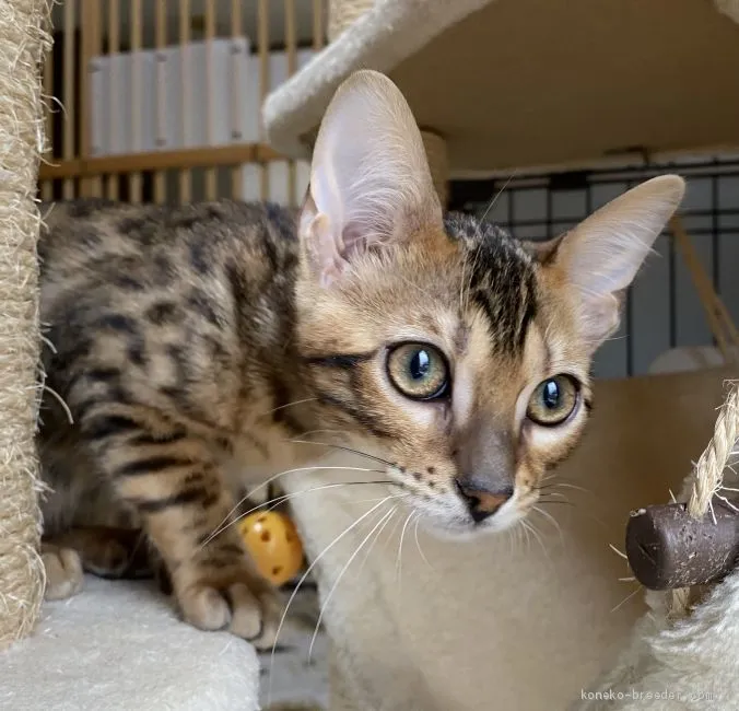 ID：2101-00261の子猫