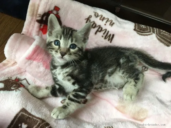 ID:2006-02002の子猫