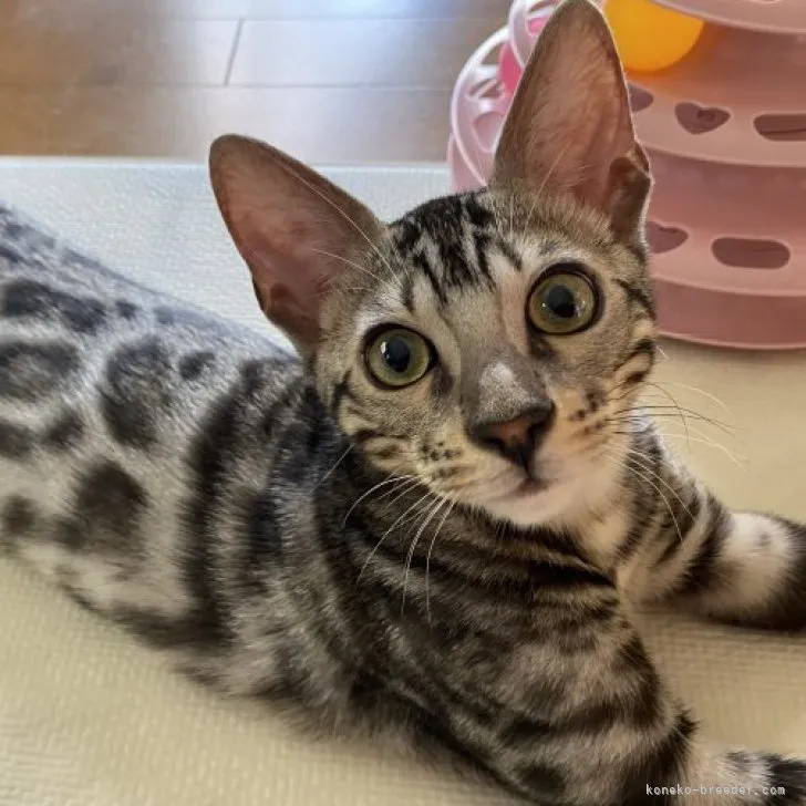 ID：2303-01929の子猫