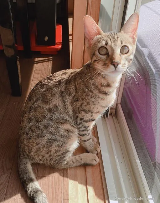 ID：1807-01088の子猫