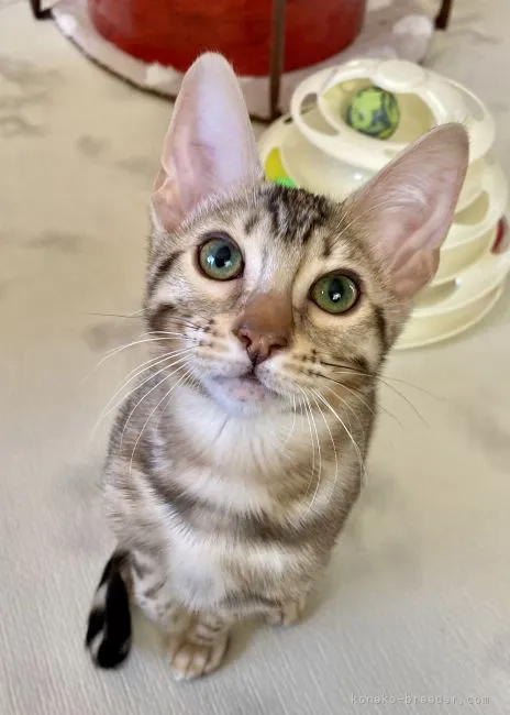 ID：2202-01430の子猫