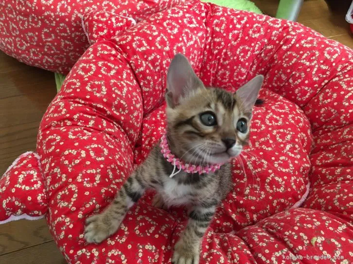 ID：1602-00010の子猫