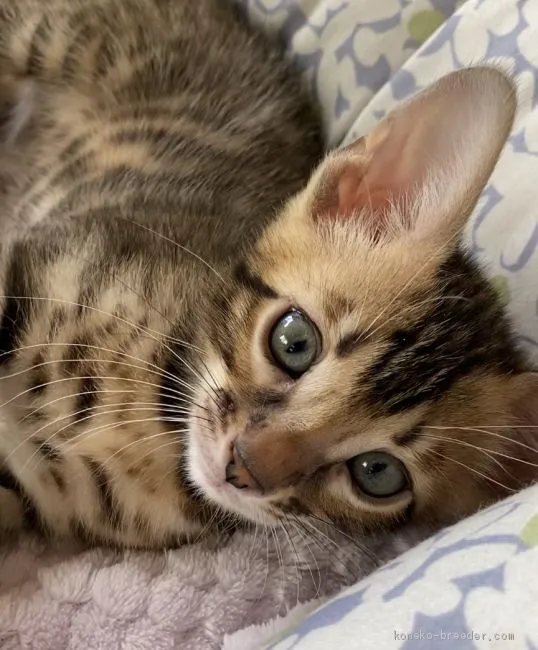 ID：2102-00627の子猫