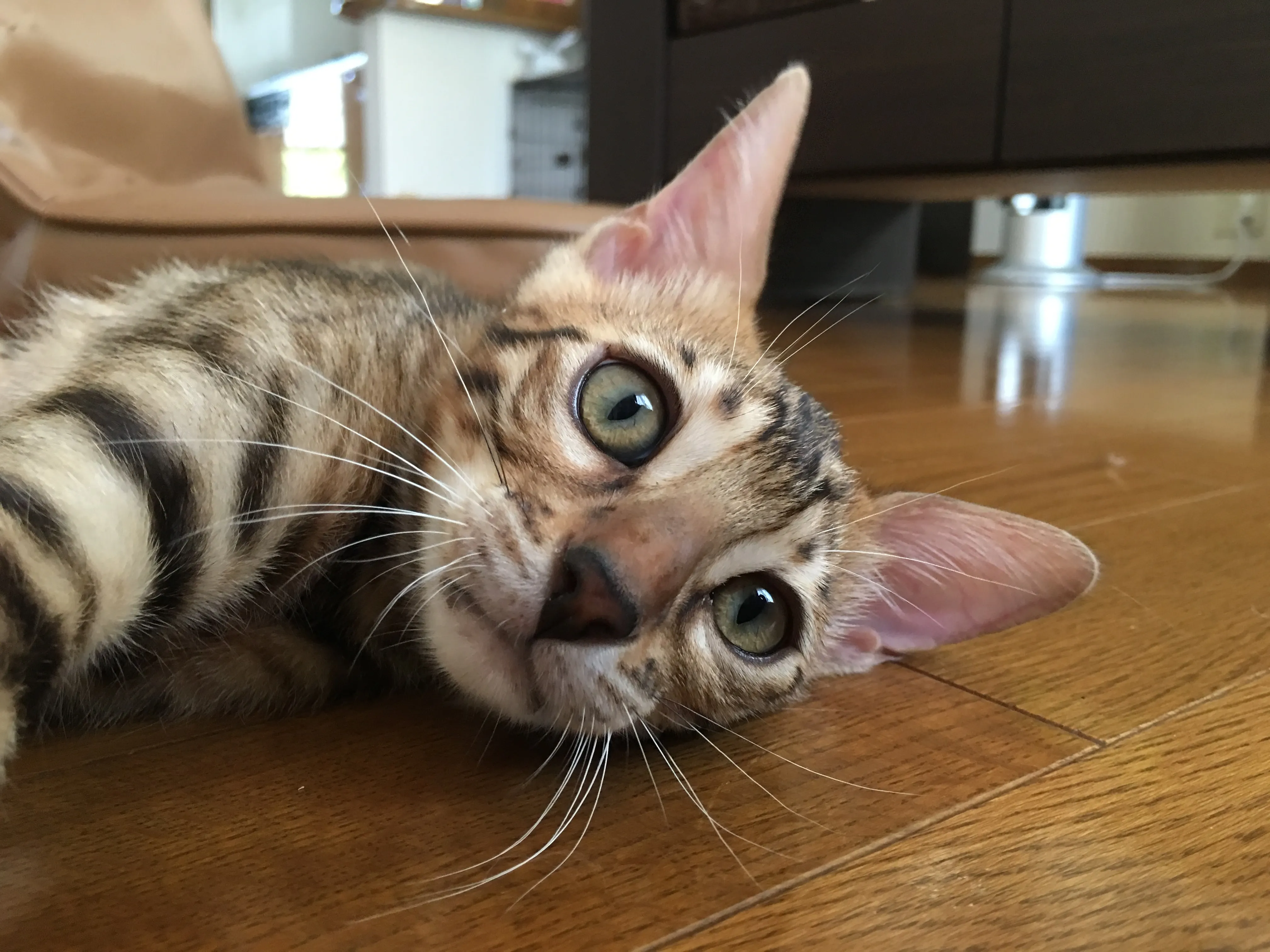 ID：1606-00873の子猫