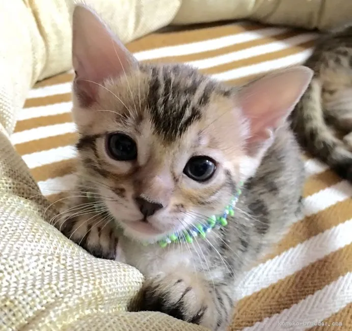 ID:1606-00874の子猫