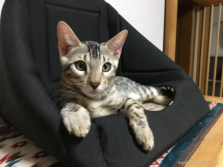 ID：1807-01101の子猫