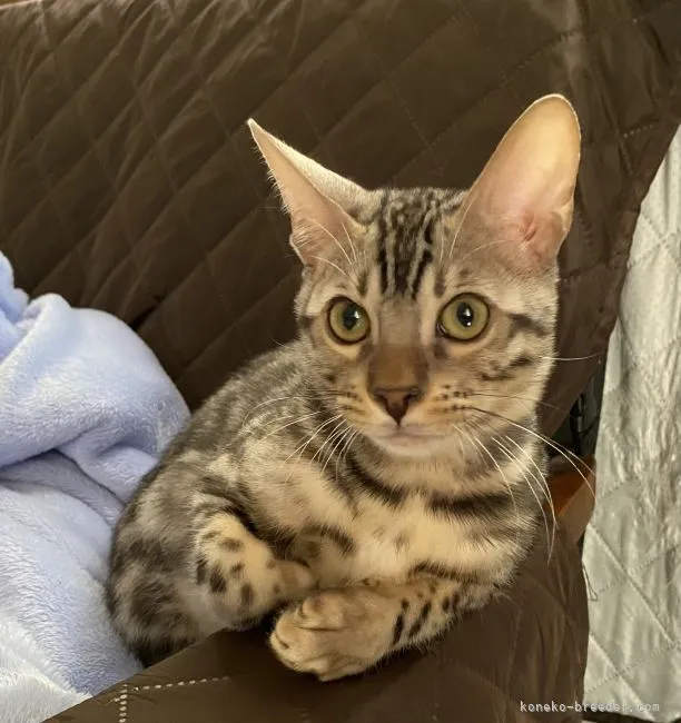 ID：2109-01423の子猫
