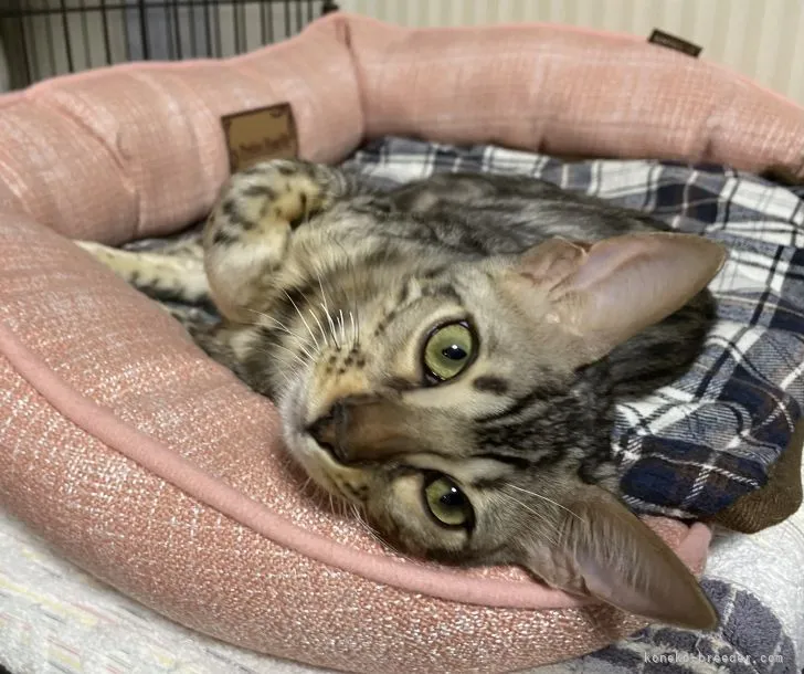 ID:2109-01430の子猫