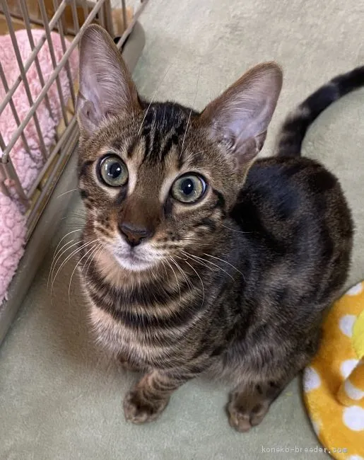 ID：2101-00303の子猫