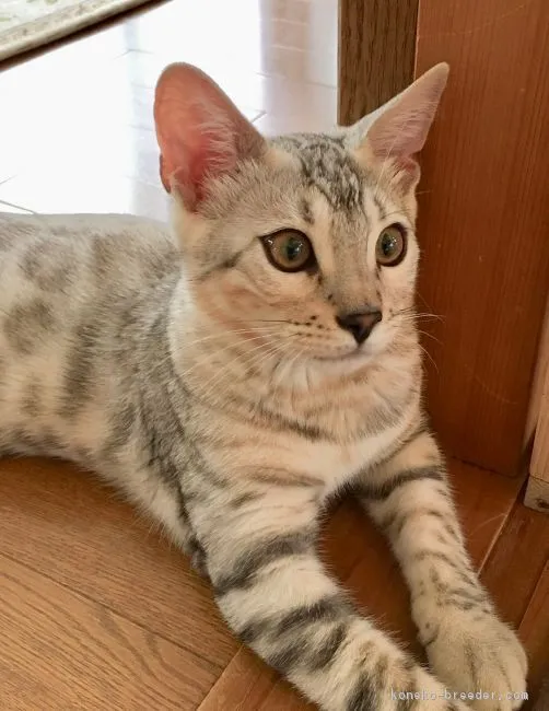 ID：1804-00454の子猫