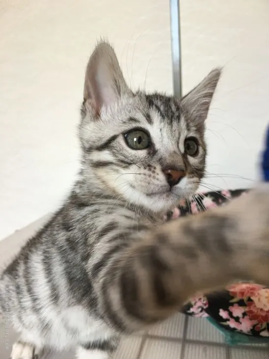 ID：1705-00479の子猫