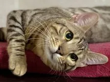 ベンガル【愛知県・男の子・2020年5月27日・ブラックシルバースポテッドタビー】の写真1