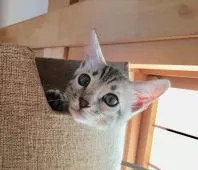 ベンガル【愛知県・男の子・2018年6月9日・シルバースポテッドタビー】の写真1