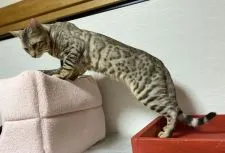 ベンガル【愛知県・男の子・2020年5月27日・ブラックシルバースポテッドタビー】の写真2