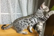 ベンガル【愛知県・男の子・2018年6月9日・ブラックシルバースポテッドタビー】の写真3