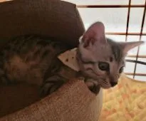 ベンガル【愛知県・男の子・2018年6月9日・シルバースポテッドタビー】の写真4