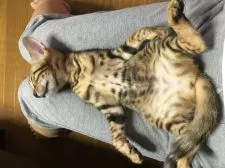 ベンガル【愛知県・女の子・2016年5月16日・ブラウンスポテッドタビー】の写真4