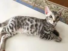 ベンガル【愛知県・男の子・2018年6月9日・ブラックシルバースポテッドタビー】の写真5