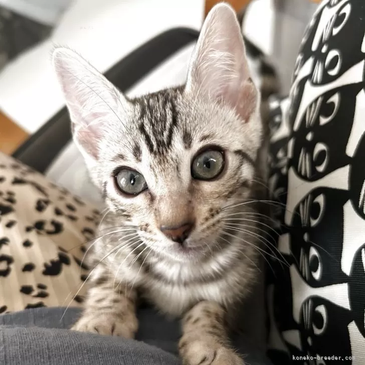 ID：2505-03441の子猫