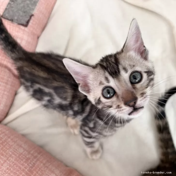 ベンガル【愛知県・男の子・2025年10月9日・ブラックシルバースポテッドタビー(ロゼット)】の写真1