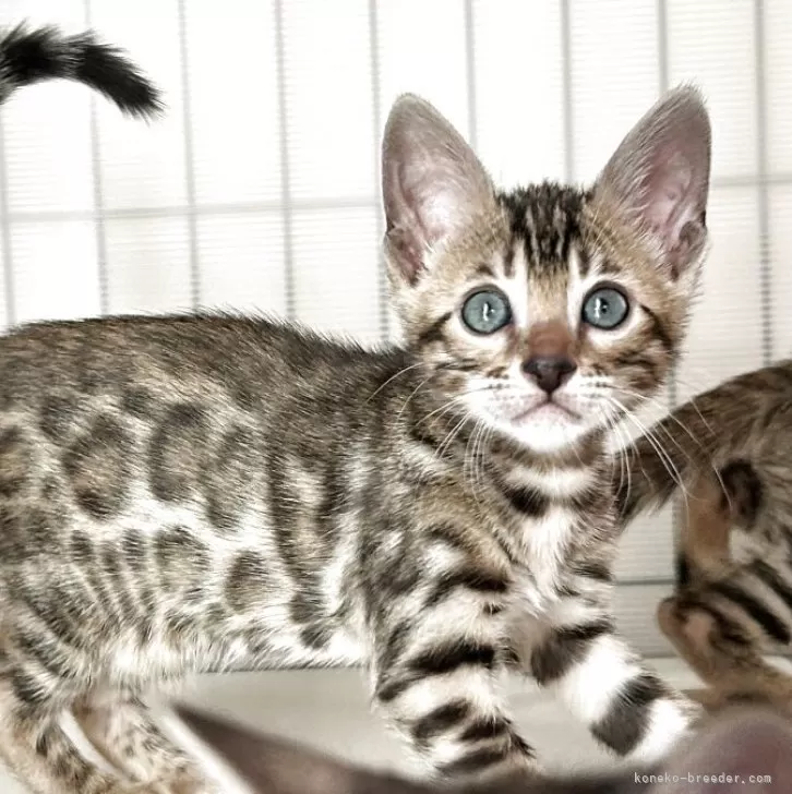 ベンガル【愛知県・女の子・2025年9月23日・ブラウンスポテッドタビー(ロゼット)】の写真1
