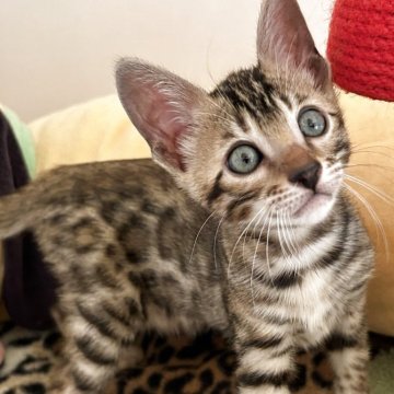 ベンガル【愛知県・女の子・2025年9月23日・ブラウンスポテッドタビー(ロゼット)】の写真「とっても美人にゃん(*˙˘˙*)❥❥」