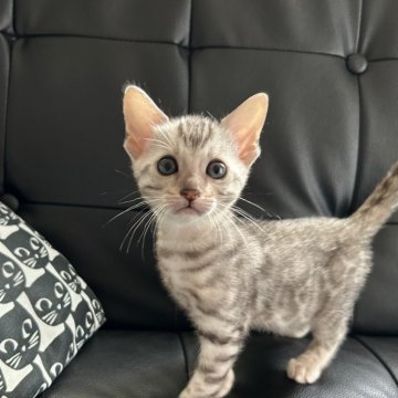 ベンガル【愛知県・女の子・2025年10月9日・ブラックシルバースポテッドタビー(ロゼット)】の写真「色白美人のお転婆にゃん(√*’v`♡♡)⌒｡+♬」