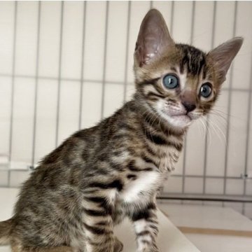 ベンガル【愛知県・男の子・2025年9月23日・ブラウンスポテッドタビー(ロゼット)】の写真「キリッとハンサム君ฅ( •̀ω•́ )✧」