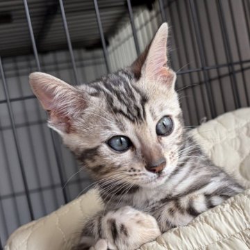 ベンガル【愛知県・女の子・2025年10月9日・ブラックシルバースポテッドタビー(ロゼット)】の写真「可愛いやんちゃガール(⊃´ ³ `)⊃💕」