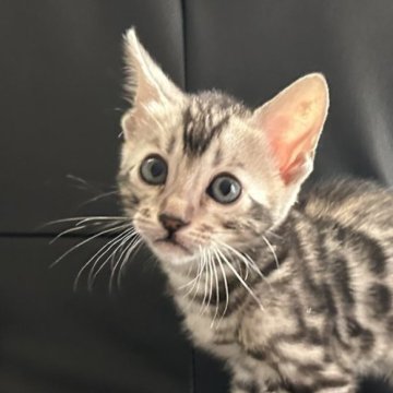 ベンガル【愛知県・男の子・2025年10月9日・ブラックシルバースポテッドタビー(ロゼット)】の写真「イケメンboyの甘えん坊⸌̷̻( ᷇ॢ〰ॢ ᷆◍)」