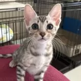 ベンガル