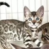 ベンガル【愛知県・女の子・2025年9月23日・ブラウンスポテッドタビー(ロゼット)】の写真1