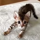 ベンガル