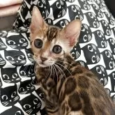 ベンガル
