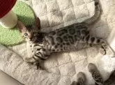 ベンガル【愛知県・女の子・2025年9月23日・ブラウンスポテッドタビー(ロゼット)】の写真4