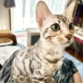 ベンガル【愛知県・女の子・2025年4月6日・シルバースポテッドタビー(ロゼット)】の写真4