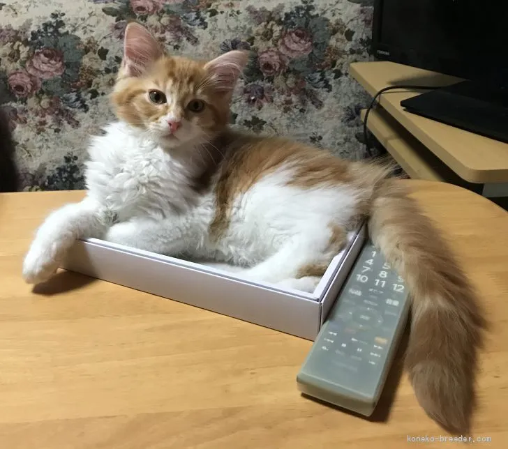 ID:2010-00587の子猫