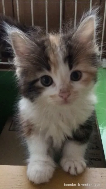 ID:2203-01689の子猫