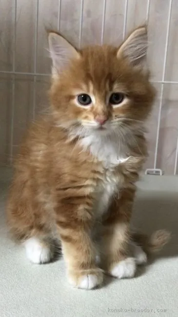 ID：2005-02334の子猫