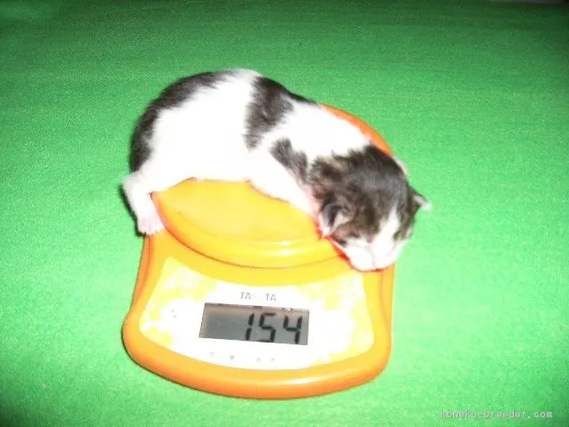 ID：1610-00492の子猫