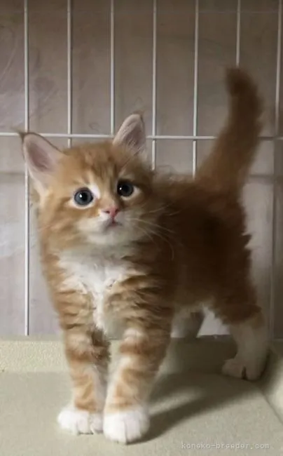 ID：2106-01370の子猫