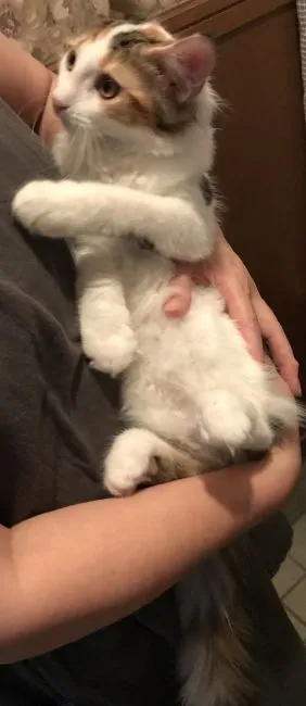 ID:1805-00984の子猫